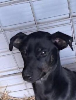 Tessa- sooo niedlich - Dreikirchen