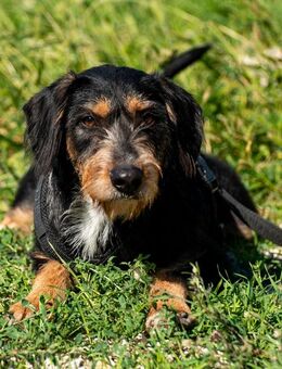 Rüdiger sucht seine Menschen - Fockbek