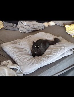 Dringend! *Tinkerbell* Ragdoll-Persermix Kätzchen - Freiburg (Breisgau)