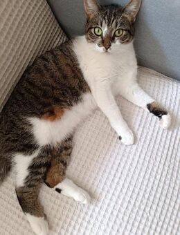 Peachy aus dem Tierschutz - Grevenbroich