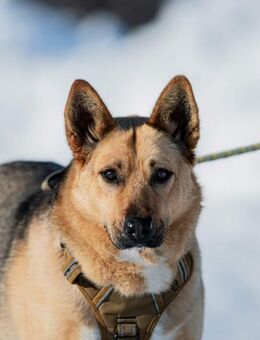 Verspielte und liebevolle Holly - Süderholz