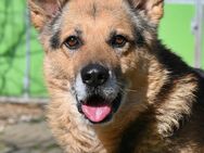 Leevi - süsser Senior sucht - Neuhausen (Fildern)