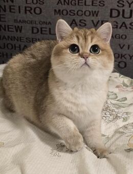 Championeltern Kitten, Reinrassige black golden shaded BKH mit Stammbaum - Rostock