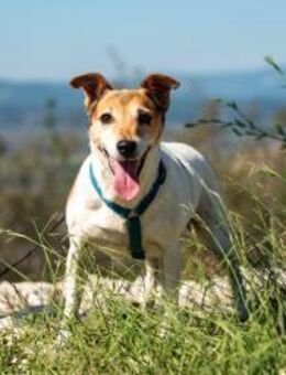 Auri Süße Hundedame sucht ihr 2. Glück - München