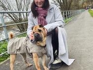 Mäggi - wo sind die SharPei Fans? - München