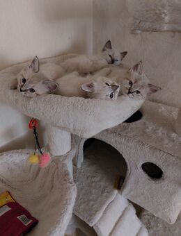Kitten - Geithain