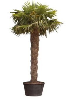 SUCHE Palme / mind. 1,2m Stammhöhe / Raum Hamburg - Hamburg Bergedorf