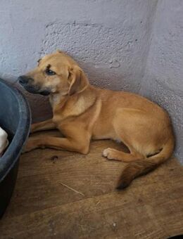 Theo - er muss in Ruhe ankommen - Höchst (Odenwald)