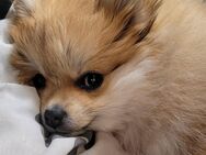Reinrassige Pomeranien Zwergspitzhündin - Lübeck