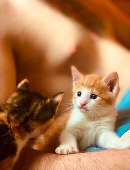 Kitten abzugeben - Osnabrück