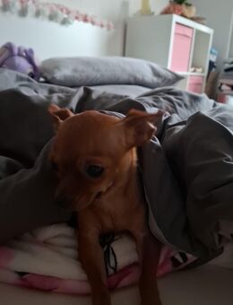 Chihuahua Hündin sucht neues Zuhause. - Coswig (Anhalt) Buko