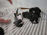 Französische Bulldogge Welpen - Hennef (Sieg)