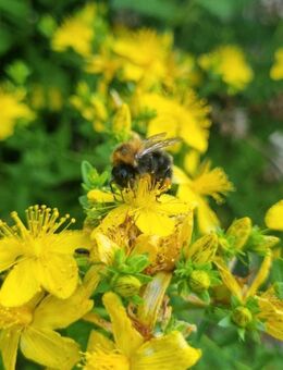 Echtes/ Tüpfel- Johanniskraut (Hypericum perforatum) - Horgenzell