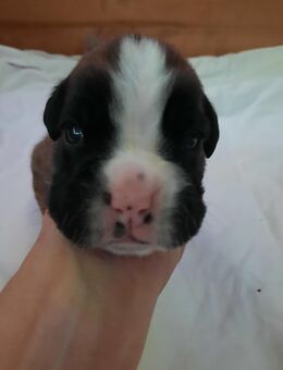 4 wundervolle reinrassige Boxerjungs suchen ihr zu Hause - Hackenheim