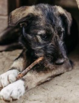 verschmuste, aufgeweckte EDDA - Kallmünz