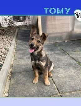 💛 TOMY 💛 - SCHAU MAL, WIE SÜSS ICH BIN - Alfeld (Leine)