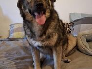 Kinderfreundlicher Kuschelbär Balto - Treia