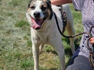 Auch ältere große 🐕 brauchen ♥️ OZMO - München