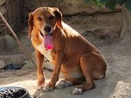 Lola aus Sizilien - Rieden (Rheinland-Pfalz)