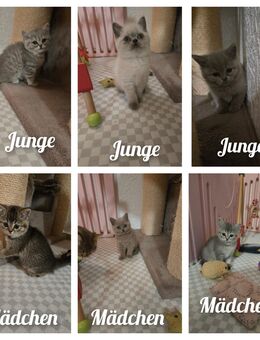 BKH Kitten ab sofort - Oberndorf (Neckar)