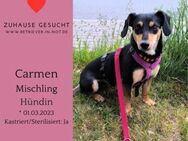 Carmen sucht ihr Für-immer-Zuhause - Lippetal