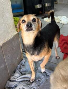 DUBLIN MÖCHTE ENDLICH GEKUSCHELT WERDEN - Mönchengladbach