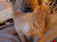 Aktive Floh sucht neuen Wirkungskreis - Treia