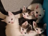 niedliche Kitten Katzenbabys - Lollar