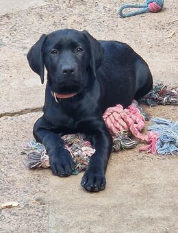 Kleine Labradorwelpe - Altengottern