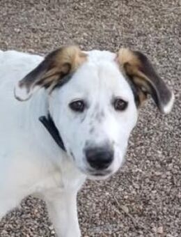 Iby - Junghündin sucht ihr Happy Home - Bad Camberg