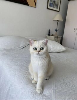 Wunderschöne BKH Kätzchen - Oldenburg