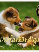 Sheltie Welpen aus erstklassiger Abstammung, gesund und wunderschön in 66706