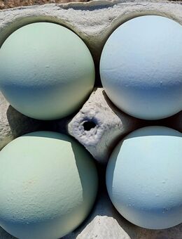 Bruteier Blauleger/Grünleger - Hainburg