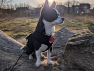 Chihuahua Mix (1 1/2 J.) in gute Hände abzugeben - Leipzig