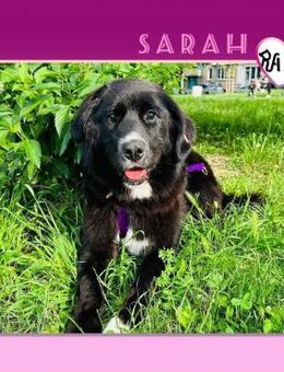 ☺️SARAH - BEKOMMT SIE EINE CHANCE?☺️ - Alfeld (Leine)