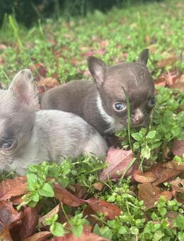 Süße Chihuahua Welpen suchen ihr Traum zuhause - Seßlach Zentrum