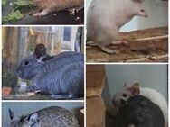 junge bunte Degus Degu - Neustadt (Sachsen) Hohwald