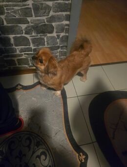 Guten Tag, ich suche einen Rüden für meinen Hund. - Homburg