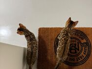 Wunderschöne Bengal-Brüder (4 Monate, geimpft, mit Stammbaum) suchen Zuhause - Sehnde