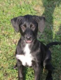 Entertainerin Poppy - Ellerbek