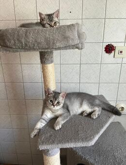 BKH Kitten - Tettenweis