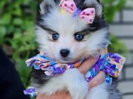 Pomsky F2 Toy & Mini Puppengesicht Bärchentyp Wollycoat - Espelkamp