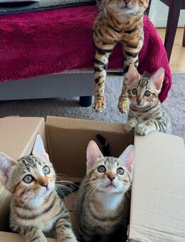 Zwei wunderschöne Bengal-Kater und ein Bengal-Mädchen (ohne Stammbaum) suchen ihre Familie - Hamburg