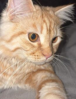 Deckkater Main Coon x Britisch Langhaar Mix sucht Katzendamen 🐾 - Giebelstadt