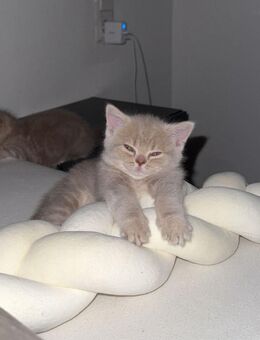 BKH Kitte - Ulm