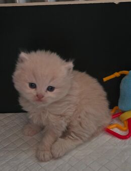 Britisch Kurzhaar/Langhaar suchen Kuschelplatz - Paderborn