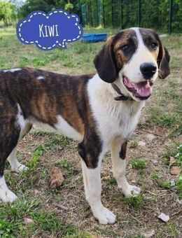 Kiwi ein absoluter Familienhund - Flörsheim-Dalsheim