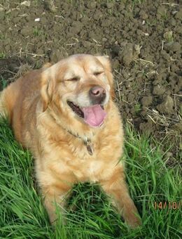 Golden Retriever Welpe - Bad Iburg