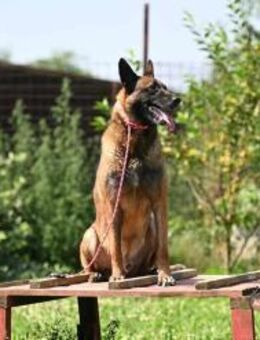 Yale - ehemaliger Spürhund - Grainau
