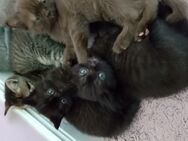 British Kurzhaar BKH Kitten suchen Dosenöffner ab August ❤ - Recklinghausen